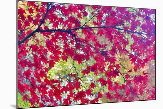 Japanese Maple leaves in Autumn-Darrell Gulin-Mounted Photographic Print