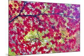 Japanese Maple leaves in Autumn-Darrell Gulin-Mounted Photographic Print