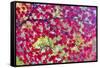 Japanese Maple leaves in Autumn-Darrell Gulin-Framed Stretched Canvas