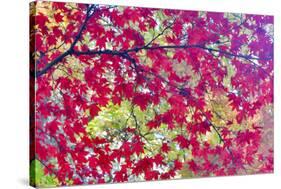 Japanese Maple leaves in Autumn-Darrell Gulin-Stretched Canvas