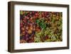 Japanese maple leaves on ground in Nelson, British Columbia, Canada-Chuck Haney-Framed Photographic Print