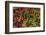 Japanese maple leaves on ground in Nelson, British Columbia, Canada-Chuck Haney-Framed Photographic Print