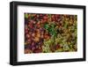 Japanese maple leaves on ground in Nelson, British Columbia, Canada-Chuck Haney-Framed Photographic Print