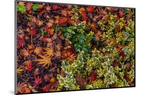 Japanese maple leaves on ground in Nelson, British Columbia, Canada-Chuck Haney-Mounted Photographic Print