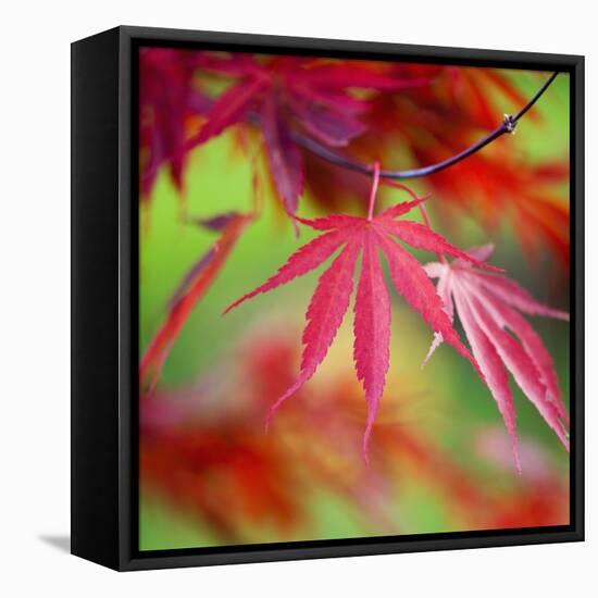 Japanese Maple Leaves-Clive Nichols-Framed Stretched Canvas