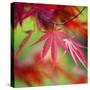Japanese Maple Leaves-Clive Nichols-Stretched Canvas