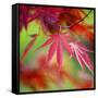 Japanese Maple Leaves-Clive Nichols-Framed Stretched Canvas