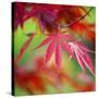 Japanese Maple Leaves-Clive Nichols-Stretched Canvas