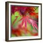 Japanese Maple Leaves-Clive Nichols-Framed Photographic Print