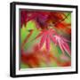 Japanese Maple Leaves-Clive Nichols-Framed Photographic Print