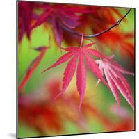 Japanese Maple Leaves-Clive Nichols-Mounted Photographic Print