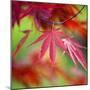 Japanese Maple Leaves-Clive Nichols-Mounted Photographic Print