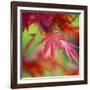 Japanese Maple Leaves-Clive Nichols-Framed Photographic Print