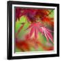 Japanese Maple Leaves-Clive Nichols-Framed Photographic Print