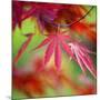 Japanese Maple Leaves-Clive Nichols-Mounted Photographic Print