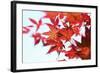 Japanese Maple, Maple Leaves, Acer Palmatum-Sweet Ink-Framed Photographic Print