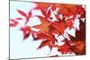 Japanese Maple, Maple Leaves, Acer Palmatum-Sweet Ink-Mounted Photographic Print