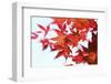 Japanese Maple, Maple Leaves, Acer Palmatum-Sweet Ink-Framed Photographic Print