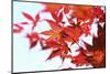 Japanese Maple, Maple Leaves, Acer Palmatum-Sweet Ink-Mounted Photographic Print