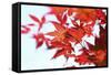 Japanese Maple, Maple Leaves, Acer Palmatum-Sweet Ink-Framed Stretched Canvas