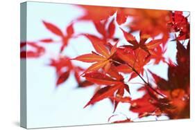 Japanese Maple, Maple Leaves, Acer Palmatum-Sweet Ink-Stretched Canvas