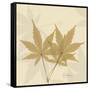 Japanese Maple Moments 1-Albert Koetsier-Framed Stretched Canvas