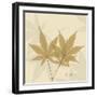 Japanese Maple Moments 1-Albert Koetsier-Framed Art Print