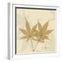 Japanese Maple Moments 1-Albert Koetsier-Framed Art Print