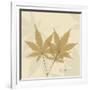 Japanese Maple Moments 1-Albert Koetsier-Framed Art Print