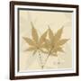 Japanese Maple Moments 1-Albert Koetsier-Framed Art Print