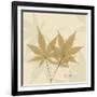 Japanese Maple Moments 1-Albert Koetsier-Framed Art Print