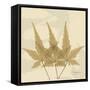 Japanese Maple Moments 3-Albert Koetsier-Framed Stretched Canvas