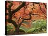 Japanese Maple, Portland Japanese Garden, Oregon, USA-William Sutton-Stretched Canvas