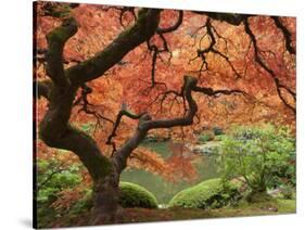 Japanese Maple, Portland Japanese Garden, Oregon, USA-William Sutton-Stretched Canvas