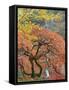 Japanese Maple, Portland Japanese Garden, Oregon, USA-William Sutton-Framed Stretched Canvas