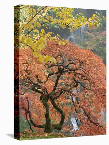 Japanese Maple, Portland Japanese Garden, Oregon, USA-William Sutton-Stretched Canvas