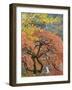 Japanese Maple, Portland Japanese Garden, Oregon, USA-William Sutton-Framed Photographic Print