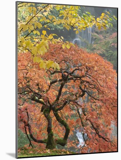 Japanese Maple, Portland Japanese Garden, Oregon, USA-William Sutton-Mounted Photographic Print