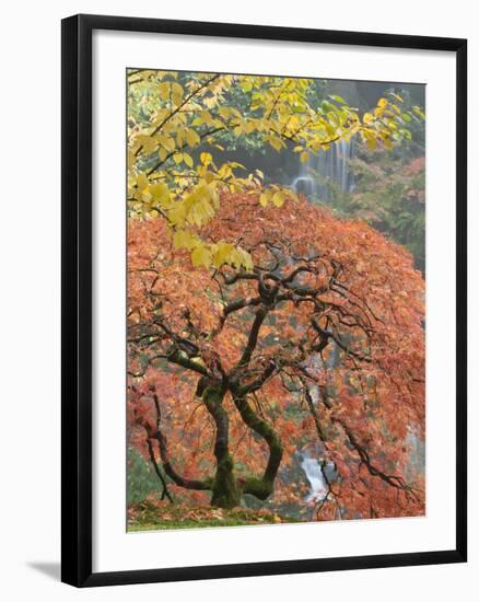 Japanese Maple, Portland Japanese Garden, Oregon, USA-William Sutton-Framed Photographic Print