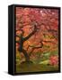 Japanese Maple, Portland Japanese Garden, Oregon, USA-William Sutton-Framed Stretched Canvas