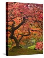 Japanese Maple, Portland Japanese Garden, Oregon, USA-William Sutton-Stretched Canvas