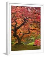 Japanese Maple, Portland Japanese Garden, Oregon, USA-William Sutton-Framed Premium Photographic Print