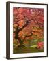 Japanese Maple, Portland Japanese Garden, Oregon, USA-William Sutton-Framed Premium Photographic Print
