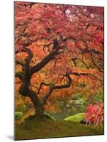 Japanese Maple, Portland Japanese Garden, Oregon, USA-William Sutton-Mounted Premium Photographic Print