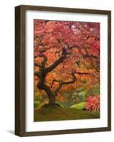 Japanese Maple, Portland Japanese Garden, Oregon, USA-William Sutton-Framed Photographic Print