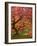 Japanese Maple, Portland Japanese Garden, Oregon, USA-William Sutton-Framed Photographic Print