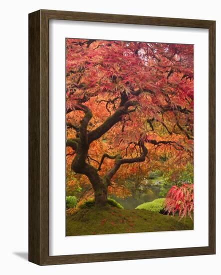 Japanese Maple, Portland Japanese Garden, Oregon, USA-William Sutton-Framed Photographic Print