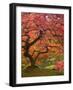 Japanese Maple, Portland Japanese Garden, Oregon, USA-William Sutton-Framed Photographic Print