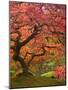 Japanese Maple, Portland Japanese Garden, Oregon, USA-William Sutton-Mounted Photographic Print