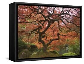 Japanese Maple, Portland Japanese Garden, Oregon, USA-William Sutton-Framed Stretched Canvas